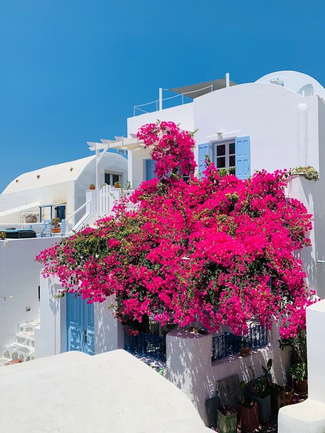 Santorin jolies fleurs